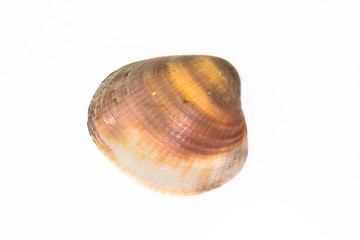 Beautiful seashell isolated on a white background