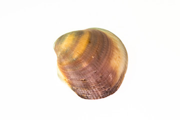 Beautiful seashell isolated on a white background