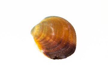 Beautiful seashell isolated on a white background