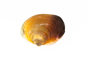 Beautiful seashell isolated on a white background