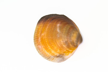 Beautiful seashell isolated on a white background