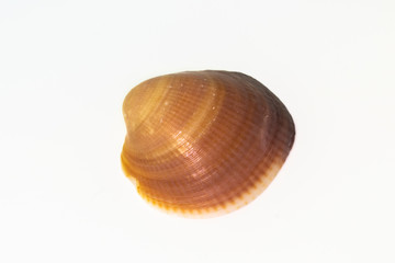 Beautiful seashell isolated on a white background