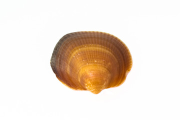 Beautiful seashell isolated on a white background