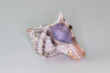 Beautiful seashell isolated on a white background