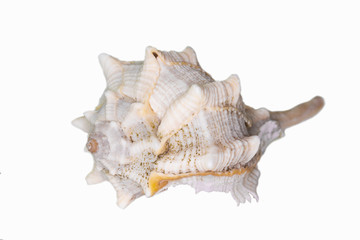 Beautiful seashell isolated on a white background