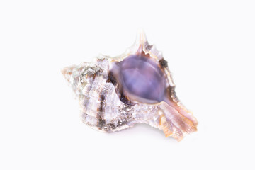 Beautiful seashell isolated on a white background