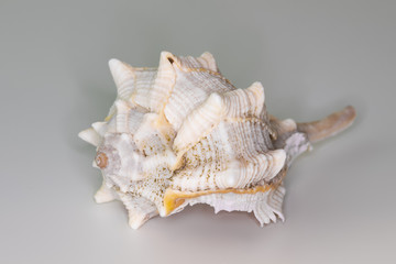 Beautiful seashell isolated on a white background