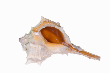 Beautiful seashell isolated on a white background