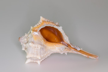 Beautiful seashell isolated on a white background