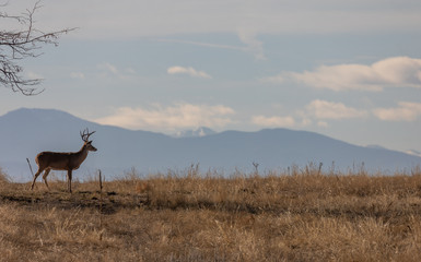 Buck Whitetail deer in Colorado During the Rut in Autumn