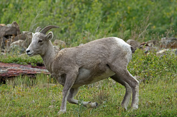 Naklejka premium Big horn sheep in Glacier National Park. They are a species of sheep native to North America. The species is named for its large horns. A pair of horns might weigh up to 14 kg or 30 pounds.