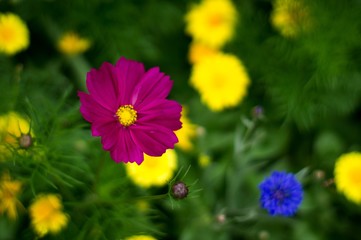 Fototapeta premium Beautiful cosmea flowers in summer.