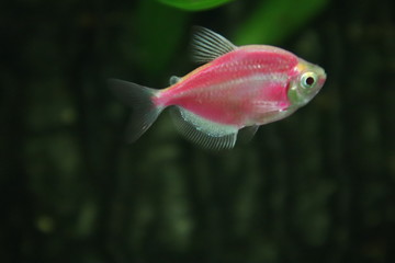 Obraz premium fish in an aquarium