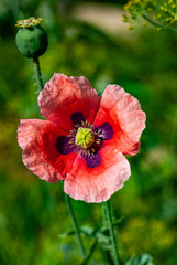 Pink poppy flower opened on a green background blurred in a bokeh