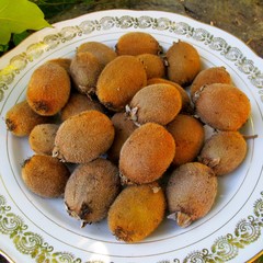 Most beautiful mandala fruits on the plate.