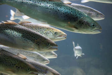 Shoal of Trout