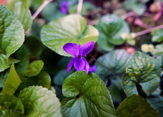 macro di brillante violetta nel giardino