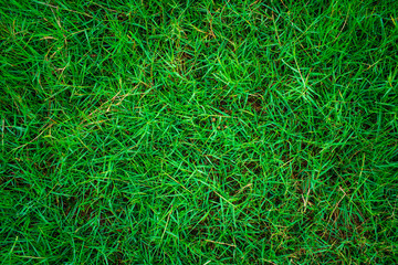 Green fresh nature grass texture top view