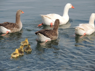 goose and goslings