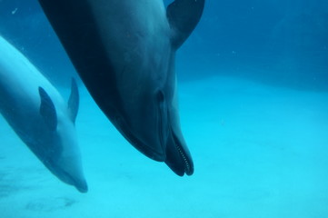 Naklejka premium Dolphins swimming in aquarium pool