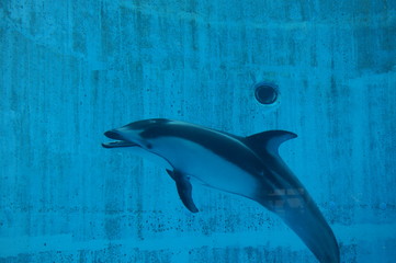 Obraz premium Dolphins swimming in aquarium pool