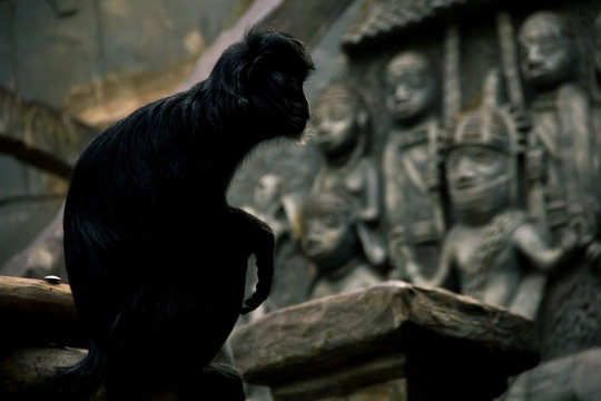 A silhouette of a monkey with temple statues on the background