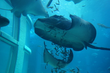 Rays swimming in blue aquarium