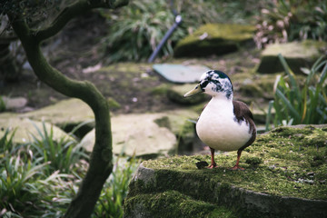 A spotted young mallard in a park in Antwerp Belgium
