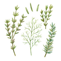Watercolor similars with sprigs and seeds of rosemary and dill. Great for wallpapers, scrapbook paper, packaging, cards, souvenirs and design