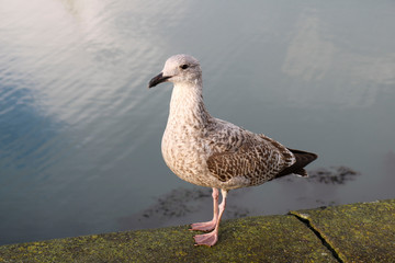Seagull on the beach