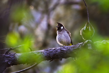 himalayan bulbul