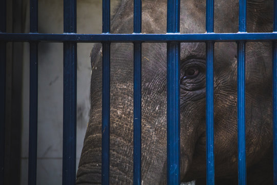Poor Elephant behind blue bars