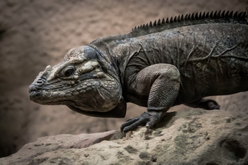 Reptile with spikes - Cuban rock iguana (Cyclura nubila) or Cuban Ground Iguana or Cuban Iguana
