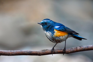 orange flanked bush robin