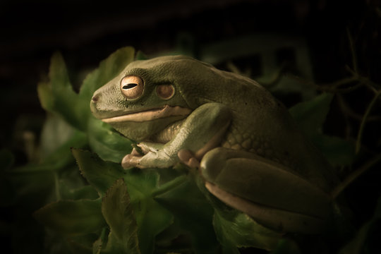 Sleepy Australian Green Tree Frog with dark background