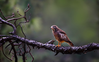 white eyed buzzard