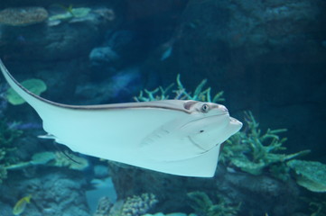 Rays swimming in blue aquarium