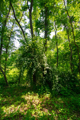 Fototapeta na wymiar DSC_0638D3400 Trees in spring - Arlington's Great Meadow