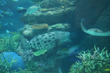 Rays swimming in blue aquarium