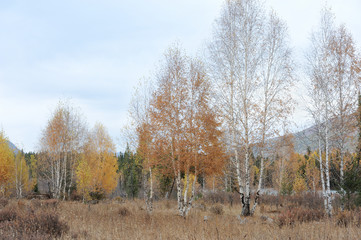 Wild Birches and Brushes Being Dyed Yellow and Red by Autumn Frost in Kanas Village, Burqin County, Altay Prefecture, Xinjiang Uyghur Autonomous Region of China in October 2016