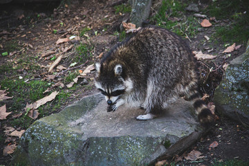 Naklejka na ściany i meble North American Raccoon or California Racoon standing on a rock and searching for food