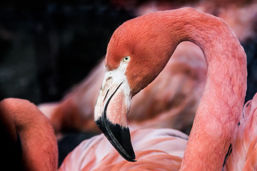 Portrait of a Pink African Flamingo with dark background