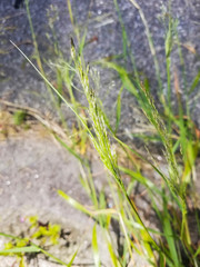 Sweet vernal grass