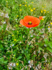 Isolated common, field or red poppy