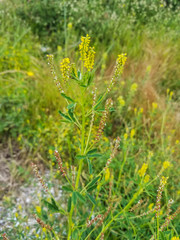 Yellow sweet clover or ribbed melilot