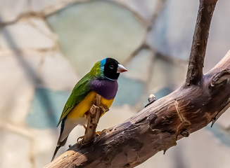 closeup of a gouldian finch looking at the camera in Frankfurt zoo, germany