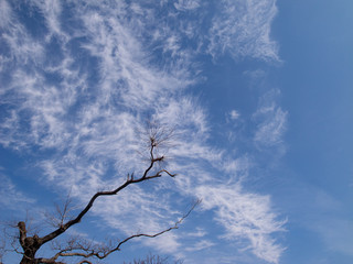 綿のような雲と枝