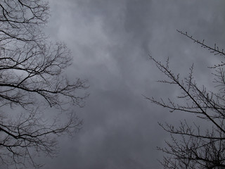 曇り空と枝