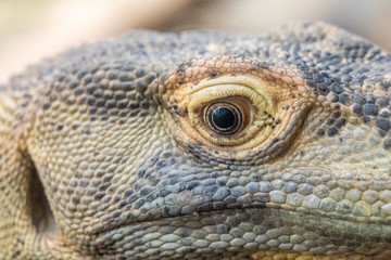 closeup of an iguana in zoo of Frankfurt, germany
