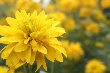 large bright yellow flower on a background of grass and yellow flowers